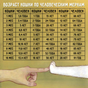 Таблица сравнения возраста котов и людей