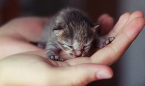 Недельный котик