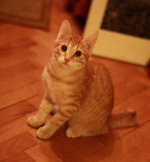 Котик-подросток в доме