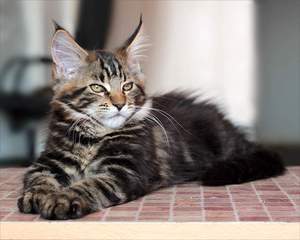 Коту один год