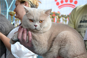 Британский кот в расцвете сил