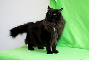 Черная молодая кошечка