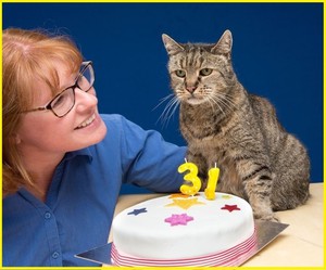 Старенький котик