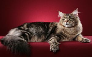 Топ-10 самых умных пород кошек по версии экспертов