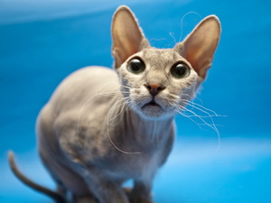 Удивленный котик-сфинкс