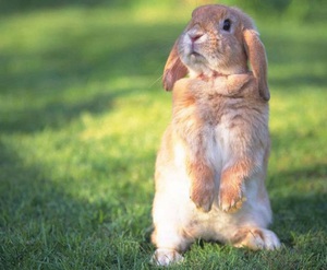 Отбор кроликов для забоя на мясо