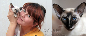 Милые ориентальные котики