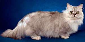 Кот-такса - манчкин