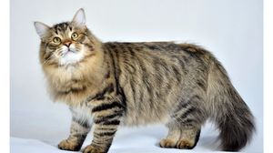 Пушистый сибирский котик