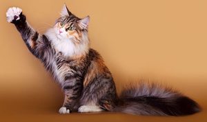 Норвежская лесная кошка