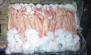 Правильная технология выделки шкуры кролика