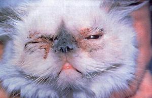 Почему у кошки аллергия