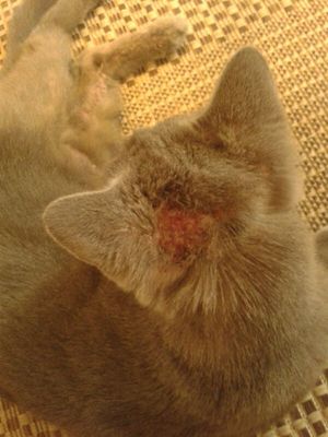 Как лечат аллергию у кошек