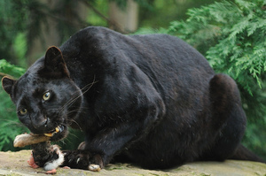 Чёрный леопард: образ жизни, ареал обитания и поведение
