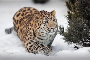 Образ жизни леопарда