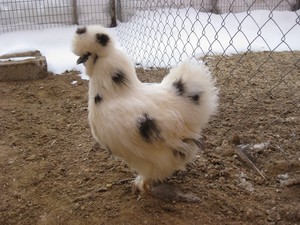 Как правильно кормить китайскую шелковую курицу