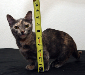 Какие кошки самые маленькие