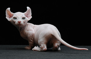 Описание маленькой кошки