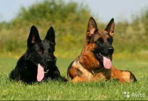 Характеристика овчерки