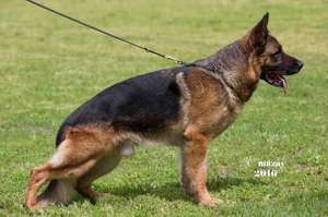 Окрас овчарки