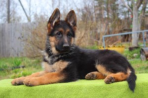 Окрасы немецкой овчарки: чёрный, зонарный, чепрачный