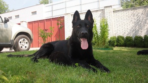 Уход за овчаркой