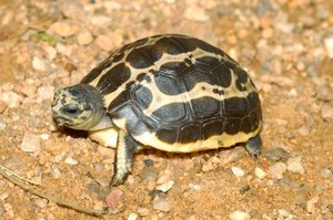 Сухопутные черепахи