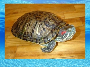 Как определить возраст черепахи