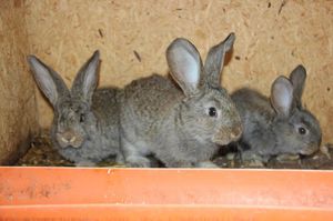 Чем питается кролик