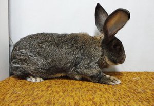Кролики породы ризен: описание, уход и содержание