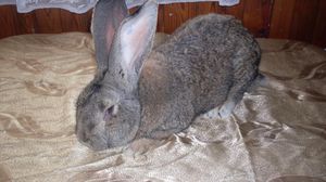 Как кормить и поить кроликов