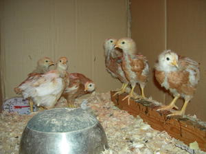 Чем кормить цыплят