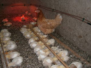 Как обогреть цыплят