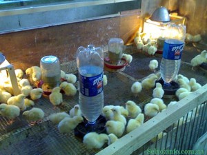 Уход за цыплятами