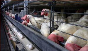 Правильный уход за цыплятами