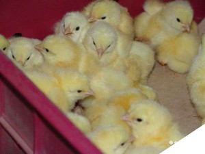 Как ухаживать за цыплятами