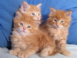 Как определить, сколько недель  котенку