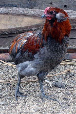 Куры араукана-разведение