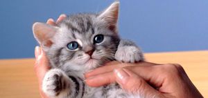 Как определить, сколько месяцев котенку