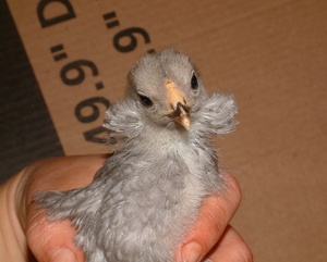 Цыплята араукана-уход