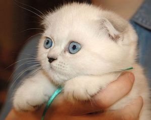 Как определить, какой возраст у котенка