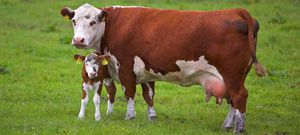 Искусственное осеменение коров: теория и практика для фермеров