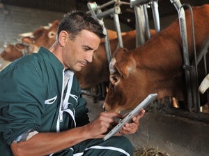 Охота у коров