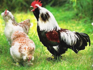 Фавероли: описание, продуктивность и содержание кур породы