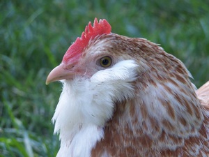 Как ухаживать за курами фавероль