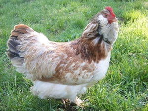 Описание породы кур фавероль