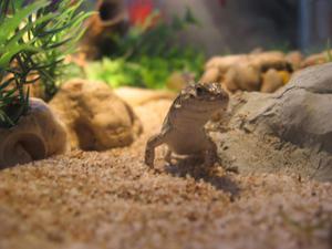 Ящерица прыткая