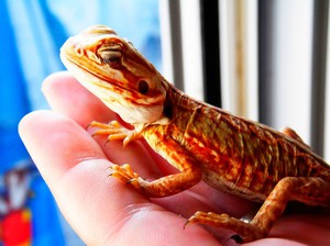 Содержание ящерицы дома
