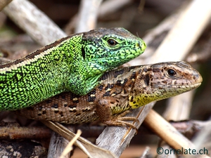 Пара ящериц