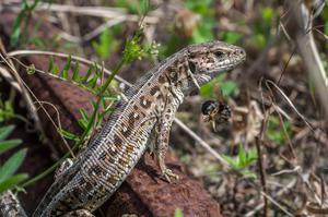 Земноводное